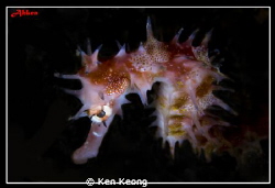 PS to black background by Ken Keong 